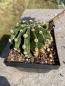 Preview: Echinopsis Hybr. violett